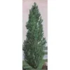 Theves Poplar(4 To 5 Foot)