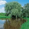 Alba™ Niobe Weeping Willow