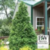 Soft Serve&reg; False Cypress Evergreen