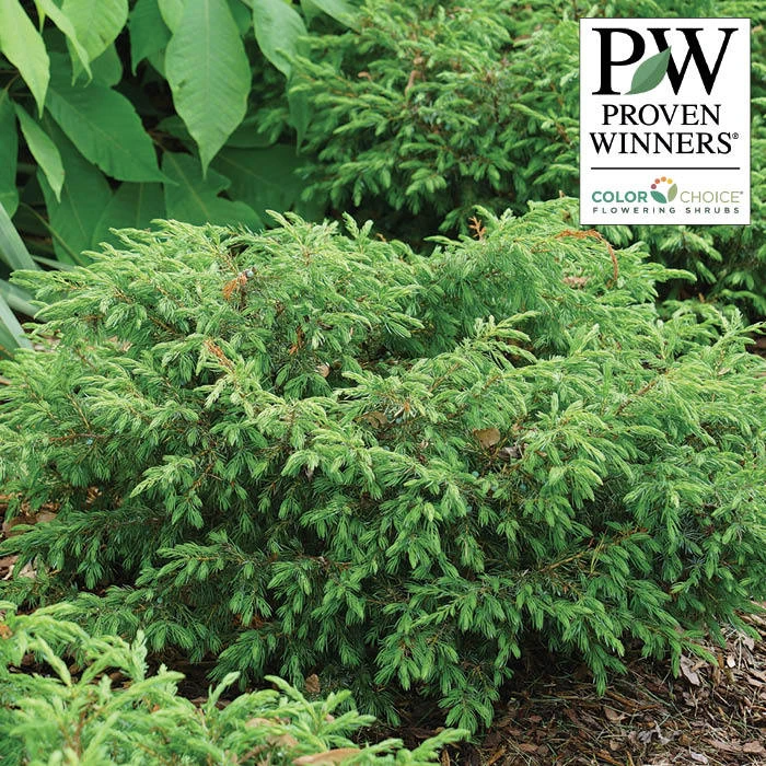 Tortuga® Juniper 1 Tortuga® Juniper