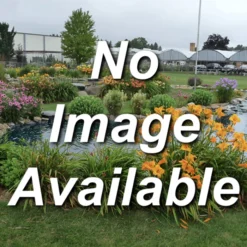 Eastern White Pine Evergreen Seedlings