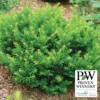 Stonehenge Dark Druid® Yew