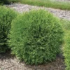 Planet Earth® Arborvitae