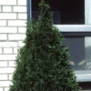 Emerald Arborvitae Evergreen