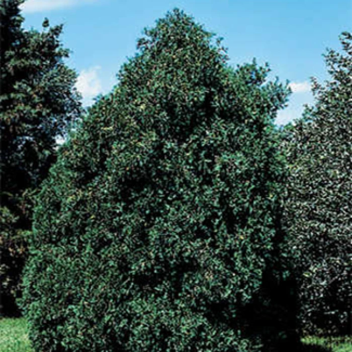 Techny Arborvitae Evergreen 1 Techny Arborvitae Evergreen