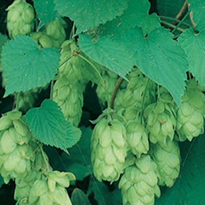 Cascade Hops Vine 1 Cascade Hops Vine