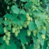 Willamette Hops