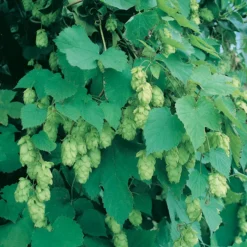 Willamette Hops
