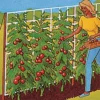 Tomato Trellis 5' X 30'
