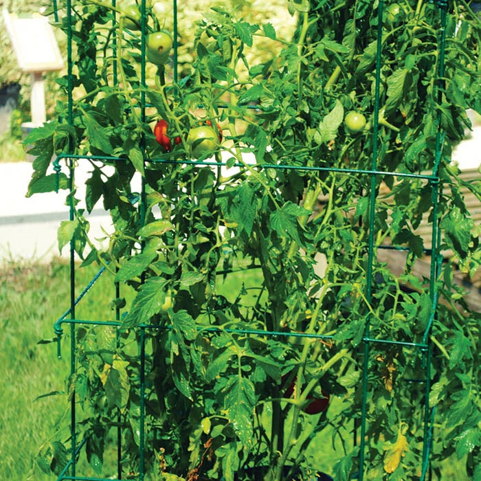 Jung Jumbo Green Tomato Cages 1 Jung Jumbo Green Tomato Cages