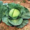 Kk Cross Hybrid Cabbage