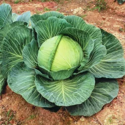 Kk Cross Hybrid Cabbage