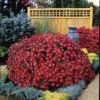 Mammoth Red™ Daisy Chrysanthemum