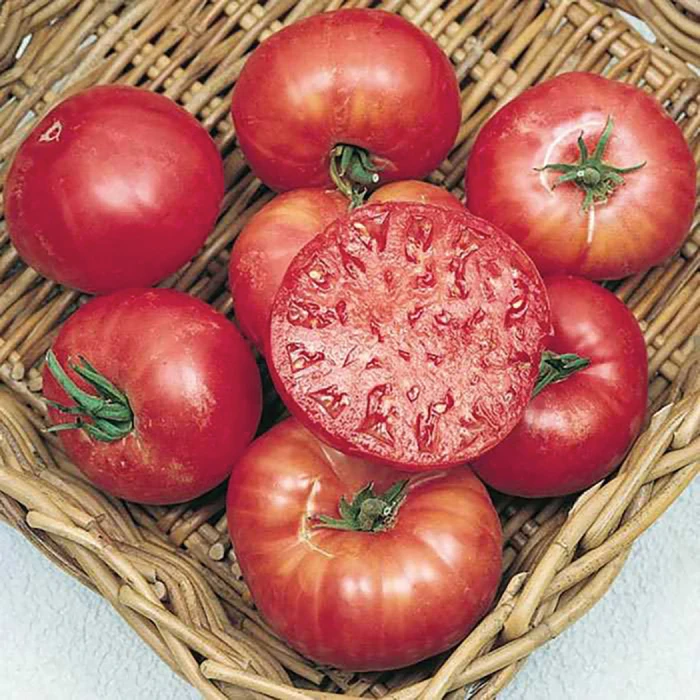 Mortgage Lifter Tomato 1 Mortgage Lifter Tomato