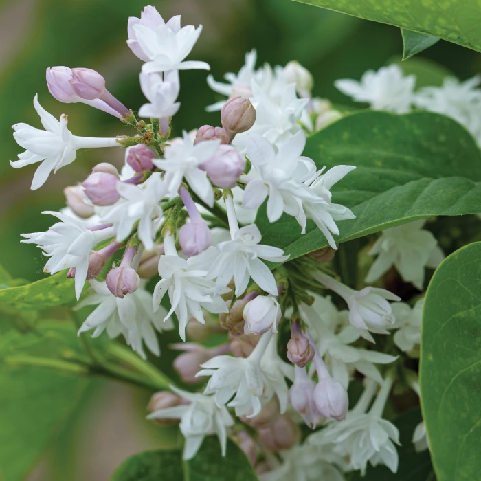 Cheap Leaf Trellis Store -Cheap Leaf Trellis Store 21060 Lilac BeautyofMoscowWEB AH